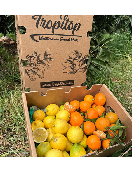 Tangerinas e limões direto do campo para sua casa