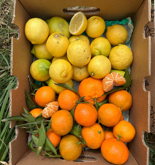 Tangerines and lemons direct from the field to your home