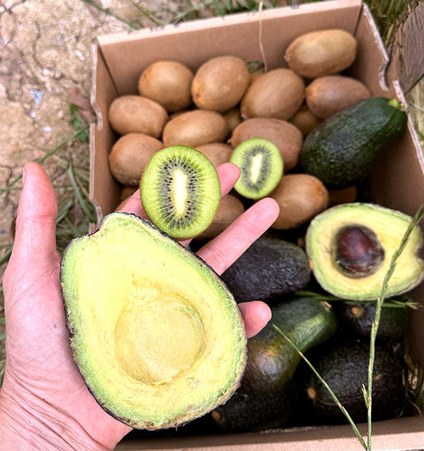 Kiwis und Hass-Avocados online bei Tropitop kaufen