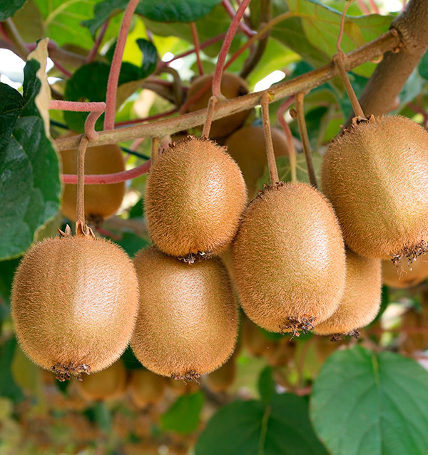 Kiwis und Hass-Avocados online bei Tropitop kaufen