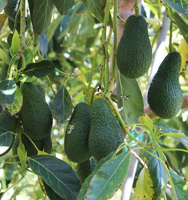 Kiwis und Hass-Avocados online bei Tropitop kaufen