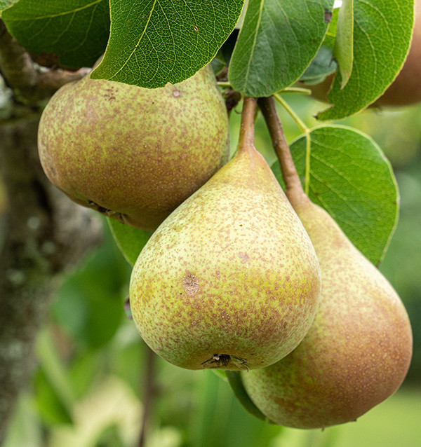 Buy Pears Online | Tropitop