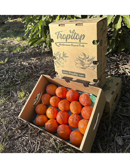 Buy Persimmons Online | Tropitop