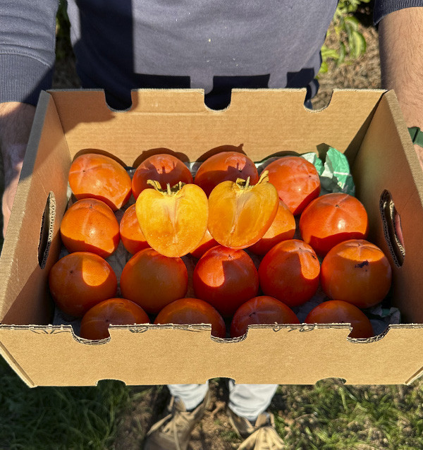Buy Persimmons Online | Tropitop