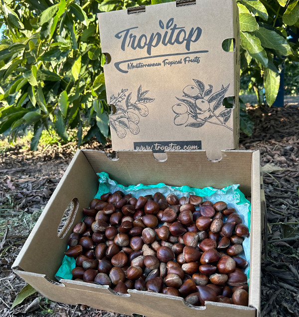 Comprar Castanhas Online | Tropitop