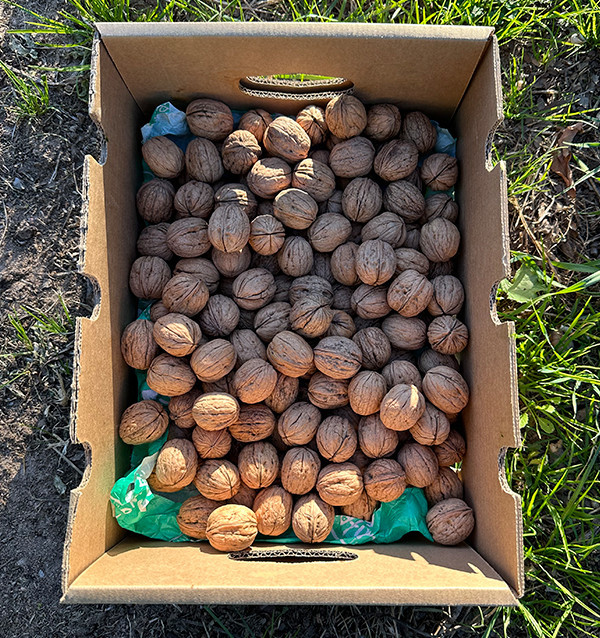 Comprar Nueces Online | Tropitop