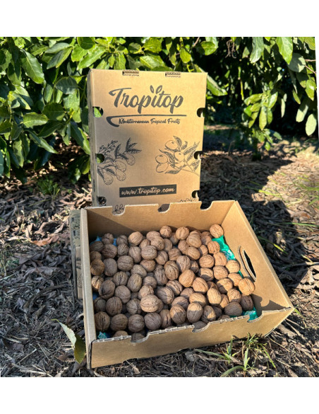 Walnüsse Online Kaufen | Tropitop
