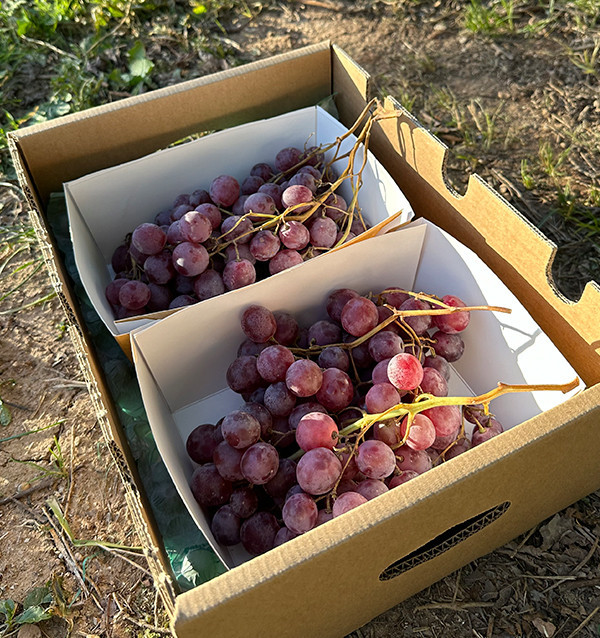 Comprare Uva Rossa Online su Tropitop | Fresca, Dolce e Diretta dal Campo