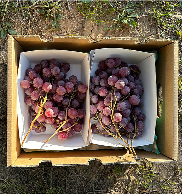 Comprare Uva Rossa Online su Tropitop | Fresca, Dolce e Diretta dal Campo