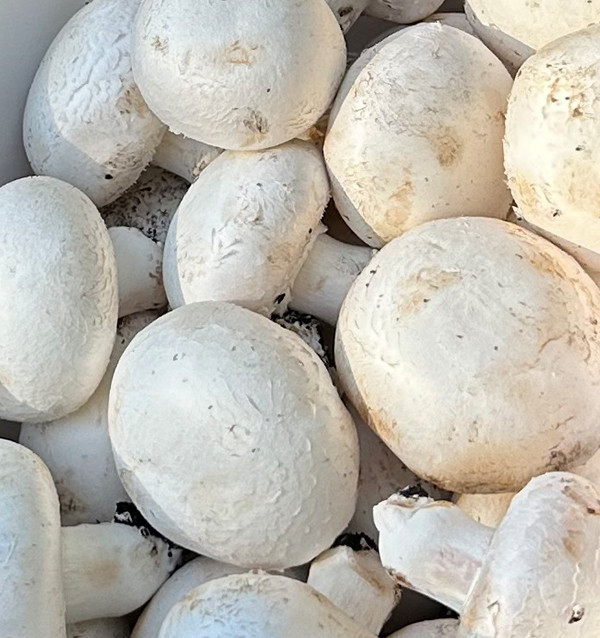 Buy Mushrooms Online | Tropitop
