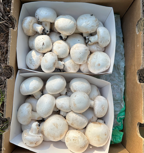 Acquistare Funghi Champignon Online | Tropitop