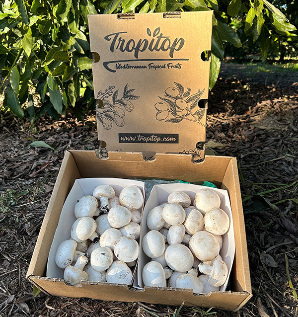 Comprar Cogumelos Online | Tropitop