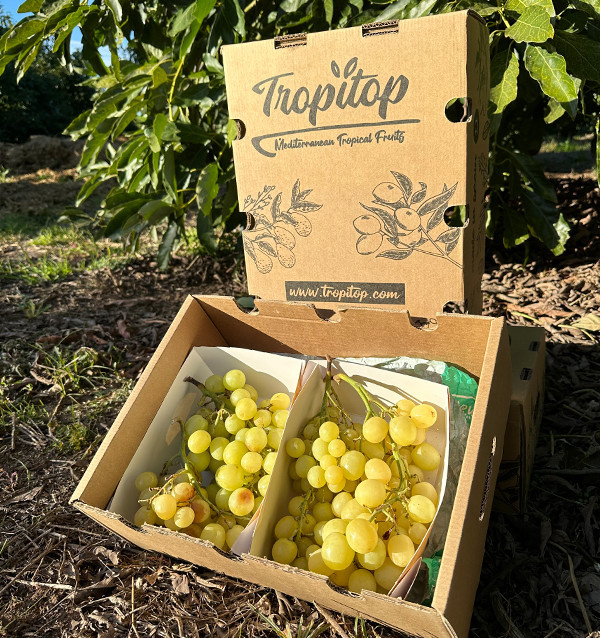 Acheter du Raisin Vert en Ligne chez Tropitop | Frais, Croquant et Direct du Champ