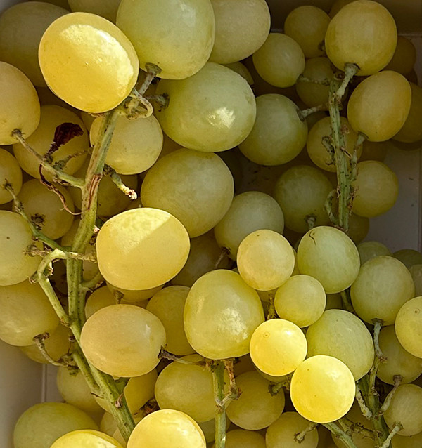Acheter du Raisin Vert en Ligne chez Tropitop | Frais, Croquant et Direct du Champ