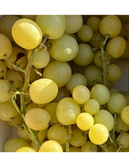 Acheter du Raisin Vert en Ligne chez Tropitop | Frais, Croquant et Direct du Champ