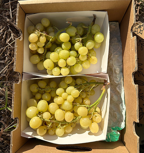 Acheter du Raisin Vert en Ligne chez Tropitop | Frais, Croquant et Direct du Champ