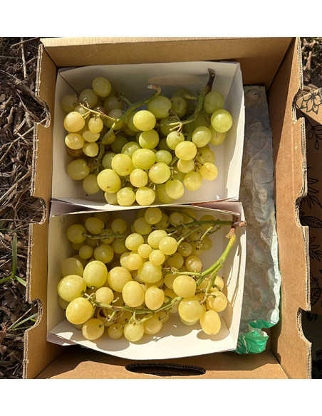 Acheter du Raisin Vert en Ligne chez Tropitop | Frais, Croquant et Direct du Champ