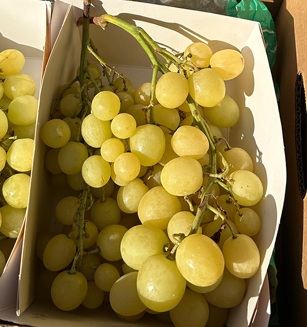 Acheter du Raisin Vert en Ligne chez Tropitop | Frais, Croquant et Direct du Champ
