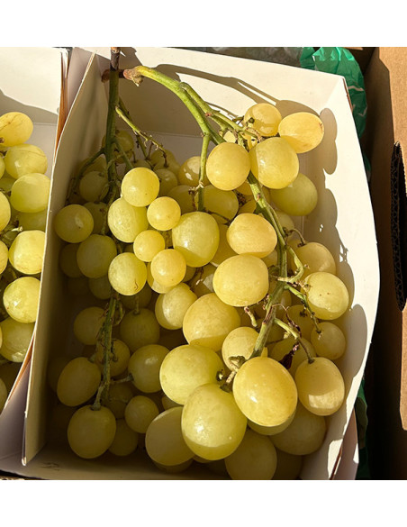 Acheter du Raisin Vert en Ligne chez Tropitop | Frais, Croquant et Direct du Champ