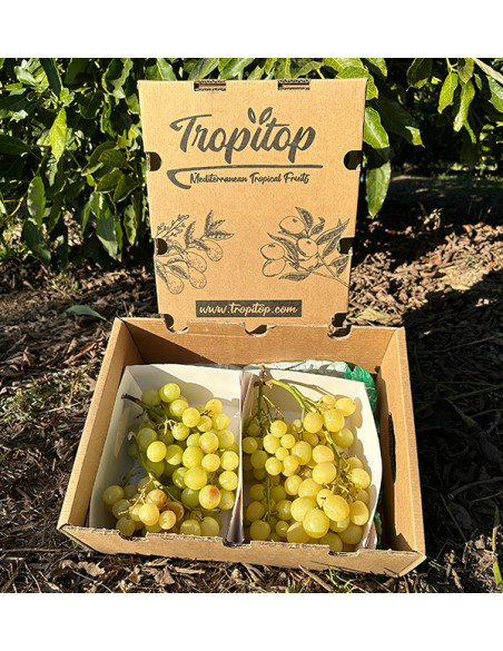 Acheter du Raisin Vert en Ligne chez Tropitop | Frais, Croquant et Direct du Champ