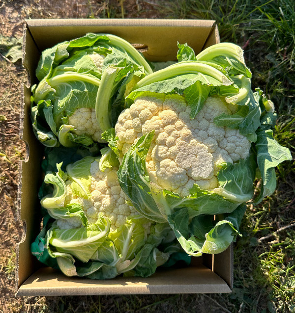 Acquistare Cavolfiore Fresco Online | Diretto dall’Agricoltore – Tropitop