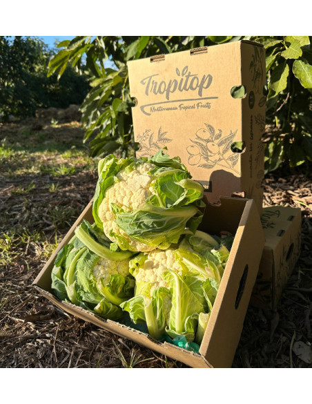 Acquistare Cavolfiore Fresco Online | Diretto dall’Agricoltore – Tropitop