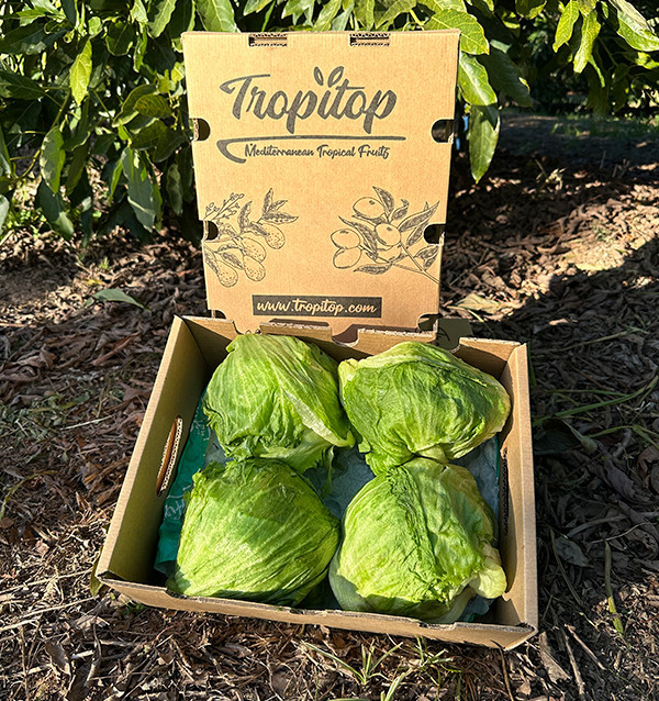 Acquistare Lattuga Iceberg Online | Croccante e Fresca – Tropitop