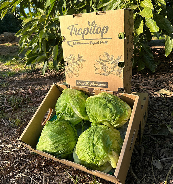 Acquistare Lattuga Iceberg Online | Croccante e Fresca – Tropitop 2