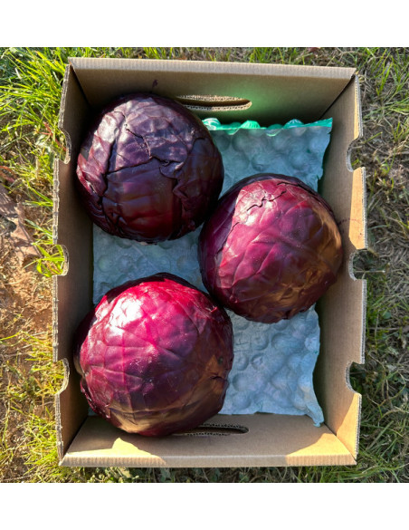 Comprar Col Lombarda Online | Directa del Agricultor – Tropitop