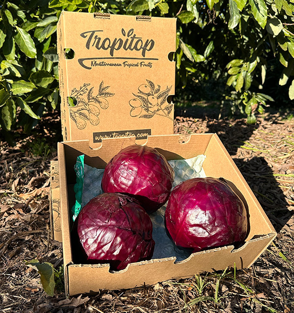 Rotkohl online kaufen | Direkt vom Landwirt – Tropitop