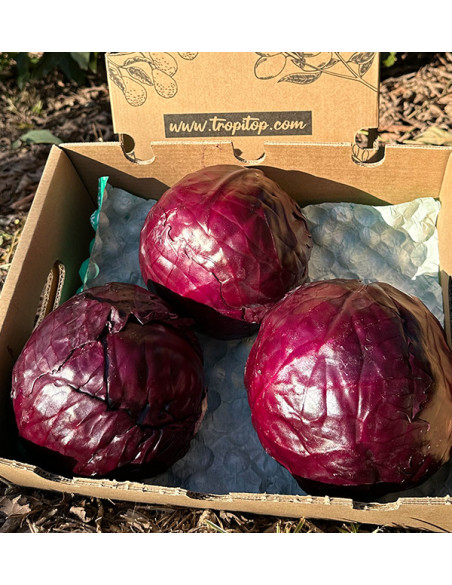 Rotkohl online kaufen | Direkt vom Landwirt – Tropitop