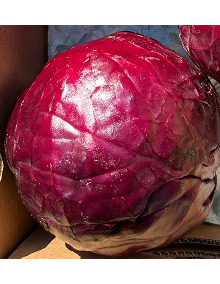 Comprar Col Lombarda Online | Directa del Agricultor – Tropitop