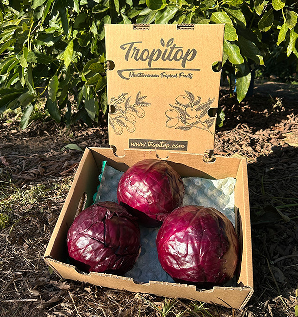 Buy Red Cabbage Online | Fresh from the Farmer – Tropitop 2