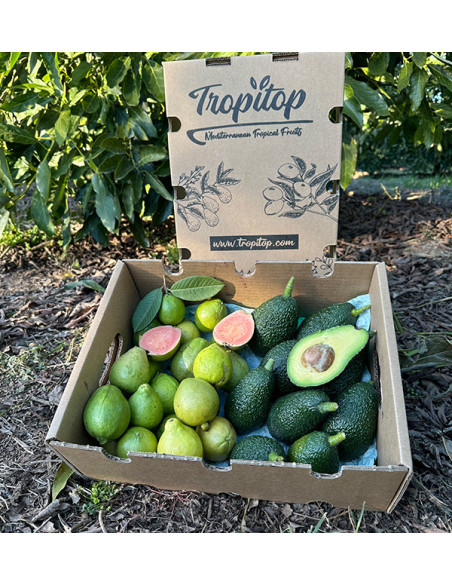 Acheter Avocats Hass et Goyaves en Ligne | Fruits Tropicaux Bio – Tropitop