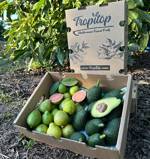 Acheter Avocats Hass et Goyaves en Ligne | Fruits Tropicaux Bio – Tropitop