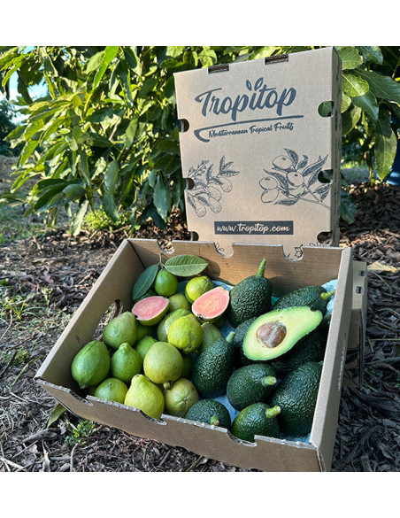 Acheter Avocats Hass et Goyaves en Ligne | Fruits Tropicaux Bio – Tropitop