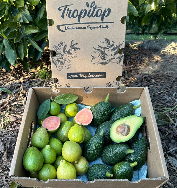 Acheter Avocats Hass et Goyaves en Ligne | Fruits Tropicaux Bio – Tropitop