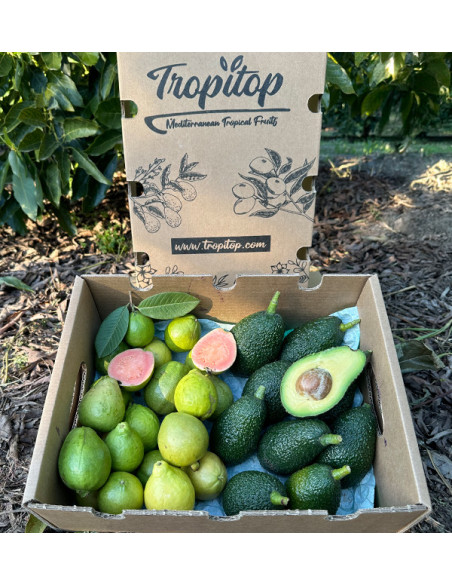 Acheter Avocats Hass et Goyaves en Ligne | Fruits Tropicaux Bio – Tropitop