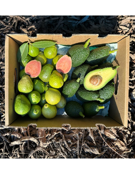 Acheter Avocats Hass et Goyaves en Ligne | Fruits Tropicaux Bio – Tropitop