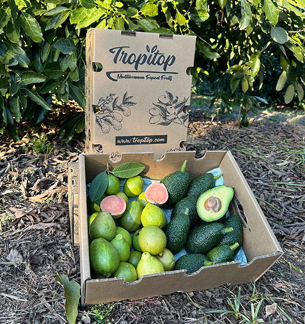 Acheter Avocats Hass et Goyaves en Ligne | Fruits Tropicaux Bio – Tropitop