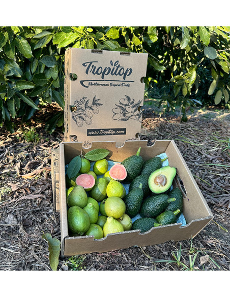 Acheter Avocats Hass et Goyaves en Ligne | Fruits Tropicaux Bio – Tropitop