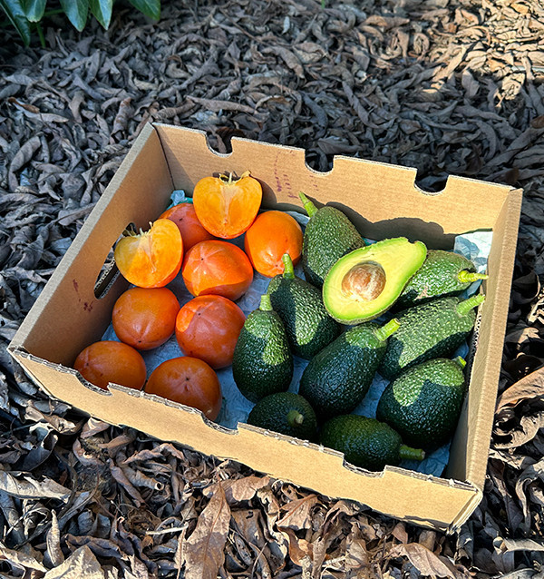 Comprare Avocado Hass e Cachi Online | Mix di Frutta Fresca – Tropitop