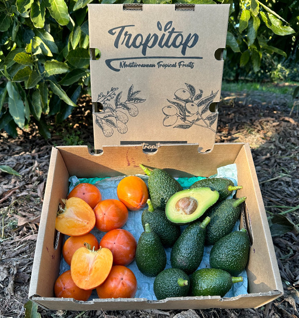 Comprar Aguacates Hass y Caquis Online | Mix de Fruta Fresca – Tropitop