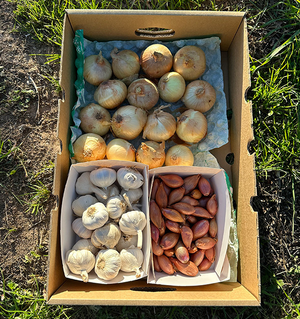 Pack Cebollas, Ajos y Chalotas | Básicos de Cocina Online – Tropitop