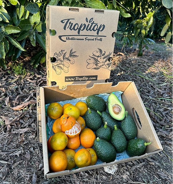 Aguacate HASS y Mandarinas valencianas | Tropitop