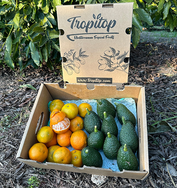 Aguacate HASS y Mandarinas valencianas | Tropitop