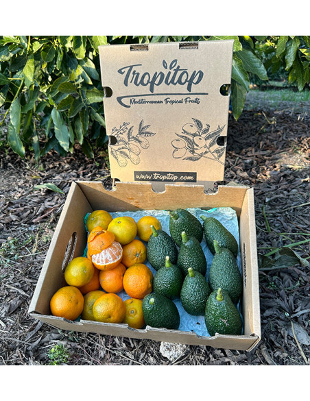 Aguacate HASS y Mandarinas valencianas | Tropitop