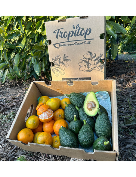 Aguacate HASS y Mandarinas valencianas | Tropitop