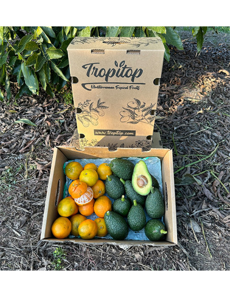 Aguacate HASS y Mandarinas valencianas | Tropitop