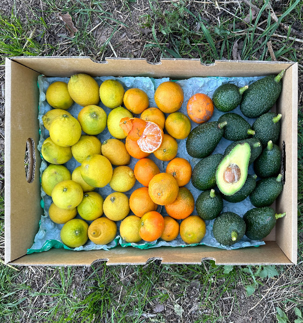 Mix of tangerines, avocados and lemons - Direct sale from the farmer